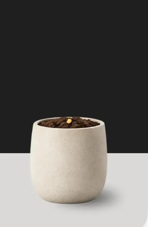 pot with a seed of chili pepper