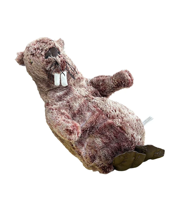 Beaver